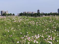 -洋湖国家湿地公园