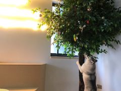 -Husky Go! 哈士奇体验馆·宠物咖啡厅狗咖