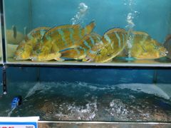 -南海渔家•海鲜•正宗海南菜(海棠湾店)