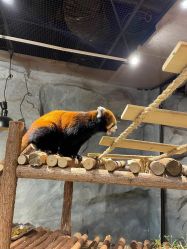 -Zoolung Zoolung动物主题公园(海信广场店)