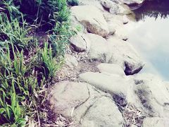 -洛龙公园