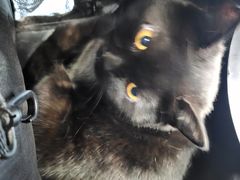 -美联众合动物医院(·中兽医·疑难杂症·严家桥分院)