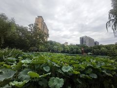 -陈家山荷花公园