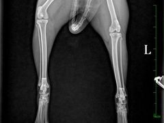 -佳雯宠物医院·皮肤科·内外科(春晓路分院)