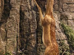 -陕西自然博物馆