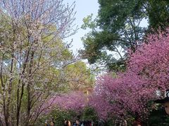 -天回镇何氏豆腐(总店)