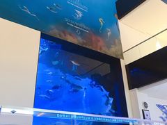 -迪拜水族馆及水下动物园