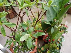 -猫姑娘大盘鸡(商城路店)