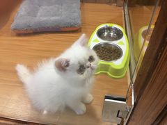 -龟与熊猫宠物公园(南坪店)