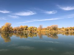 -金塔沙漠胡杨林景区