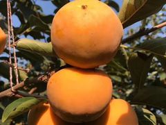 Persimmon-好吃街
