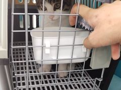 -乖乖宠物医院·猫科·急重症中心(车站北路分院)