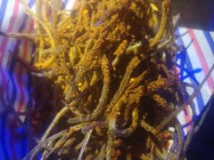椒盐小霸龙-酒肆浅葱•烧烤•龙虾•排档(卓悦intown店)