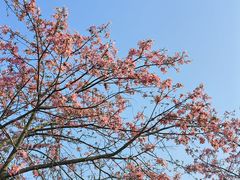 -风云岭森林公园