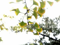 -三里屯东五街银杏大道