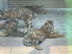 -西霞口神雕山野生动物世界