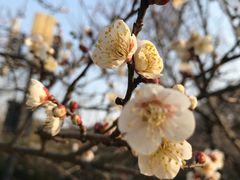 -香雪海