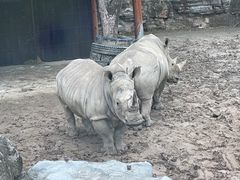 -上海野生动物园