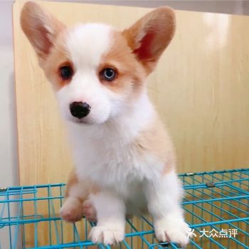 柯基妹妹，精品三通，双血统，特价4000，3个多月，疫苗齐全
