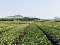 -雪绿茶博物馆