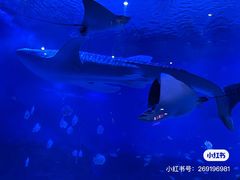 -烟台海昌鲸鲨海洋公园