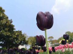 -上海鲜花港
