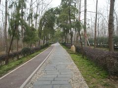 -合肥滨湖国家森林公园
