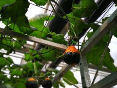 -兰陵国家农业公园