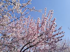 -桃花堤公园