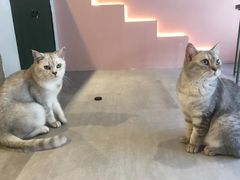 -猫儿山۰猫主题餐厅
