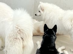 -共舞时光猫咖·狗咖(新街口店)