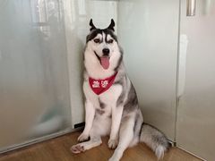-Husky Go! 哈士奇体验馆·宠物咖啡厅狗咖