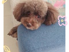 -美联众合宠物医院·爱萌分院·内外科·猫科中心