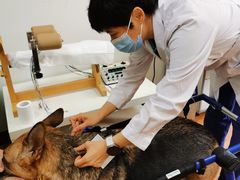 -北京观赏动物医院·24小时大型综合·猫专科·异宠专科