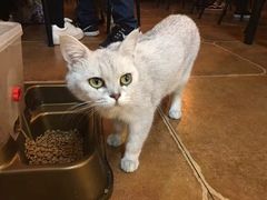 -李小姐の猫咖啡馆(五角场店)