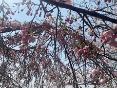 -高东镇樱花园