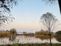-贡湖湾湿地公园