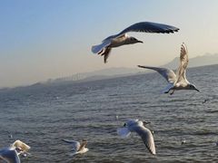 -深圳湾公园(南山区)