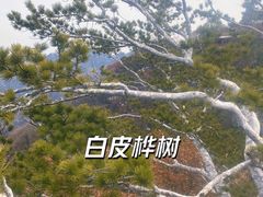 -少华山国家森林公园