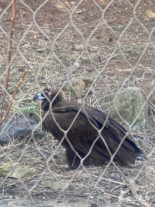 大连森林动物园图片