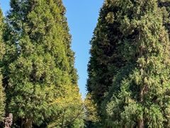 -武陵山森林公园