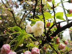 -武汉大学-樱园