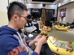 -逗柴咖啡屋·狗咖猫咖宠物桌游