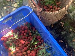 -清水湖度假村(罗浮山美食地标店)