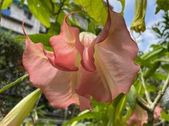 -广州神农草堂中医药博物馆