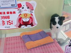 -龟与熊猫宠物公园(南坪店)