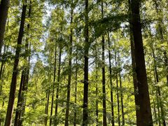 -黄海国家森林公园