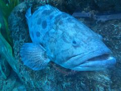 -芜湖新华联大白鲸海洋公园