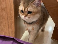-MOCHA明星猫咖(田子坊店)