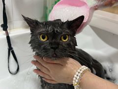 -熊小胖宠物生活馆(天华园店)